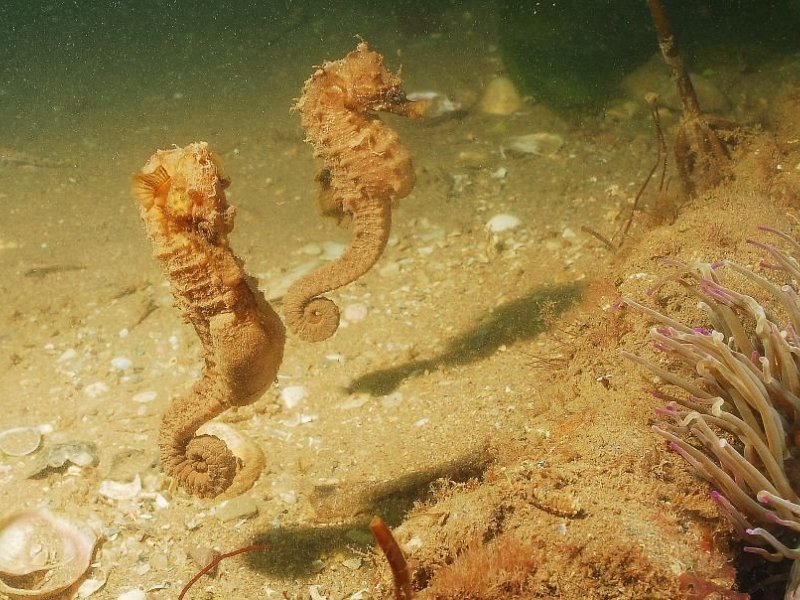 Romance blossoms under the sea